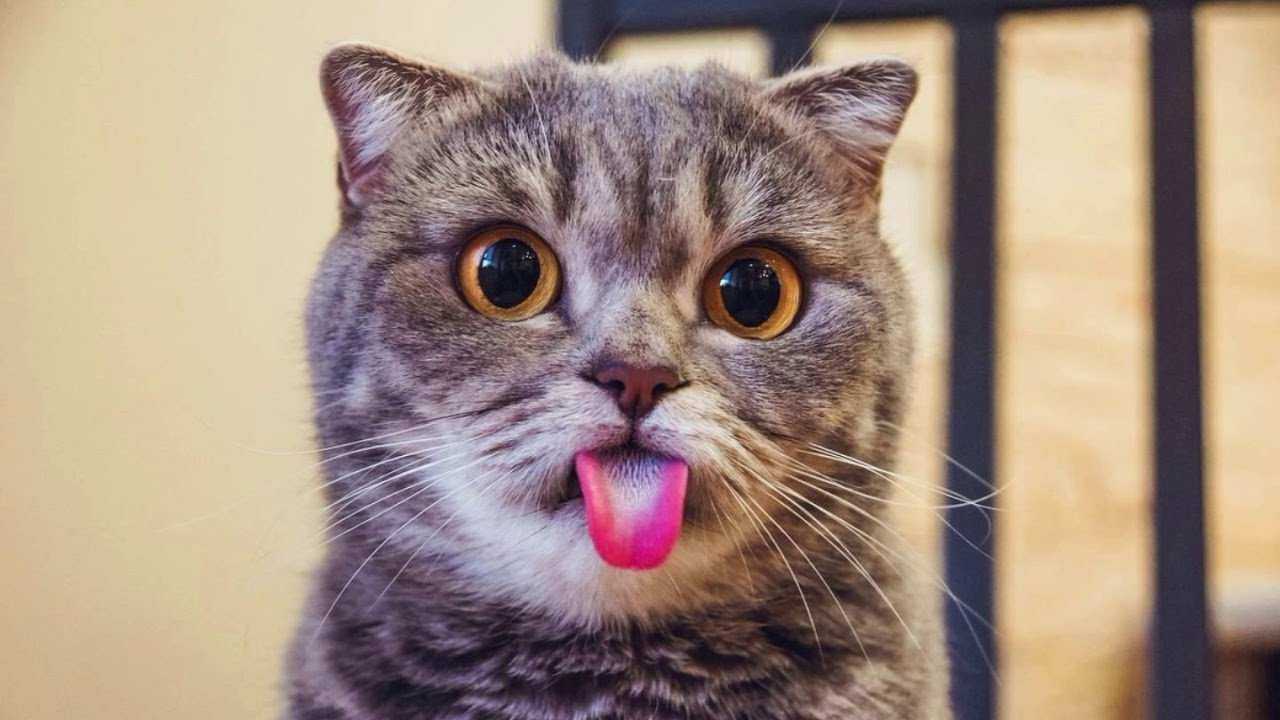 породы кошек