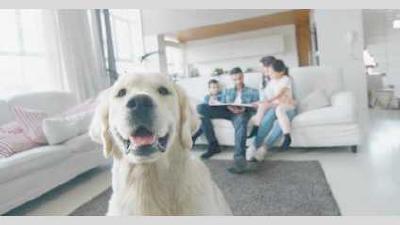 20 игр для собак дома и на прогулке