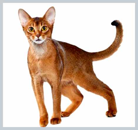 Абиссинская кошка - всё о кошках кошка или вы