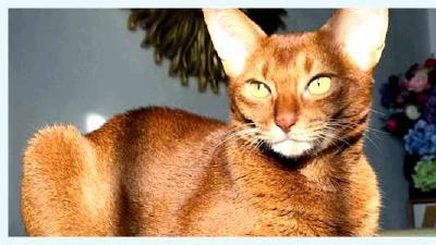 Абиссинская кошка — всё о кошках