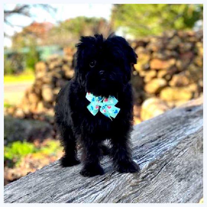 Аффенпинчер — всё о собаке