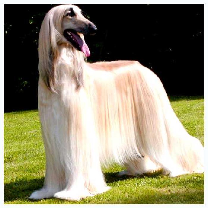 Афганская борзая — всё о собаке