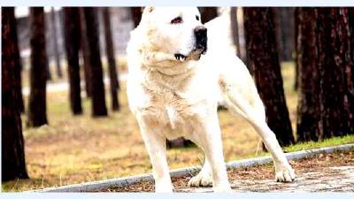 Аиди — всё о собаке