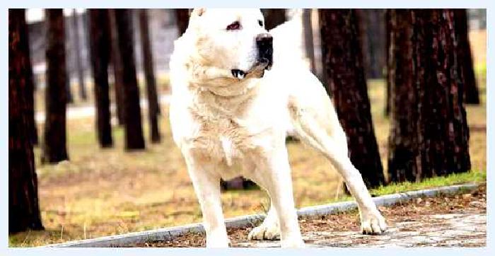 Аиди — всё о собаке