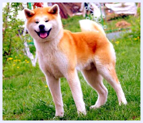 Акита-ину - всё о собаке