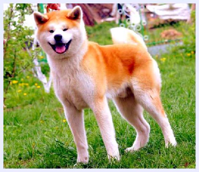 Акита-ину — всё о собаке