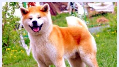 Акита-ину — всё о собаке