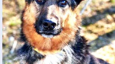 Алан — всё о собаке