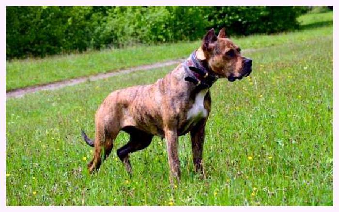 Алано — всё о собаке