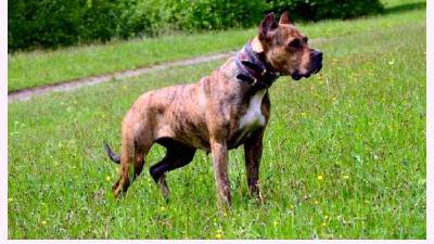 Алано — всё о собаке