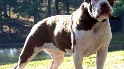 Алапахский бульдог — всё о собаке