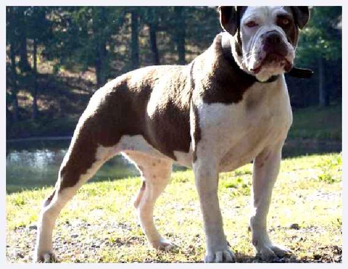 Алапахский бульдог — всё о собаке