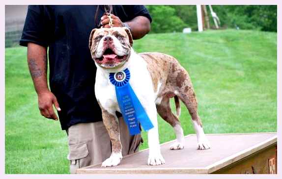 Алапахский бульдог - всё о собаке Физическая активность Алапахский бульдог требует