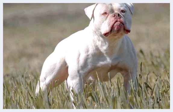 Алапахский бульдог - всё о собаке Характеристики породы Собаки породы