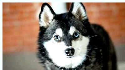 Аляскинский кли-кай — всё о собаке