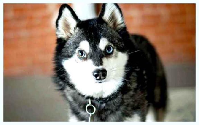 Аляскинский кли-кай — всё о собаке