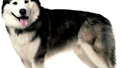 Аляскинский маламут — всё о собаке