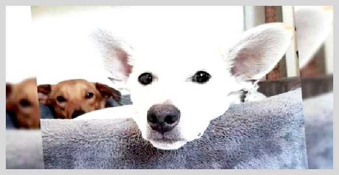 Алопекис — всё о собаке