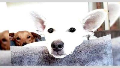 Алопекис — всё о собаке