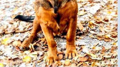 Альпийская таксообразная гончая — всё о собаке