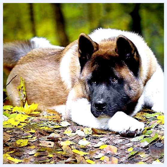 Американская акита - всё о собаке