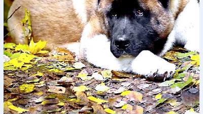 Американская акита — всё о собаке