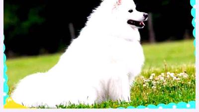 Американская эскимосская собака — всё о собаке