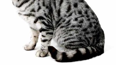 Американская короткошерстная кошка — всё о кошках