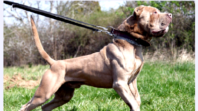 Американский бандог — всё о собаке