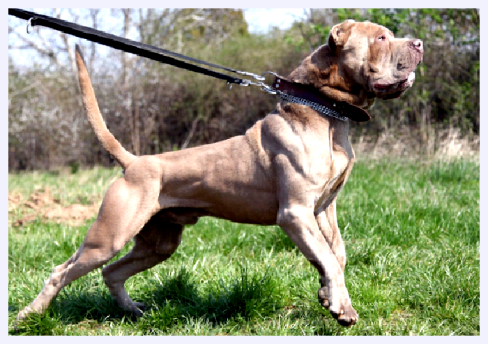 Американский бандог — всё о собаке