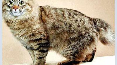 Американский бобтейл — всё о кошках