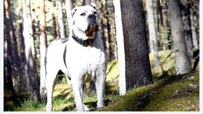 Американский бульдог — всё о собаке