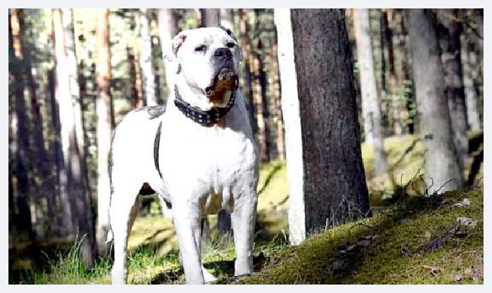 Американский бульдог — всё о собаке