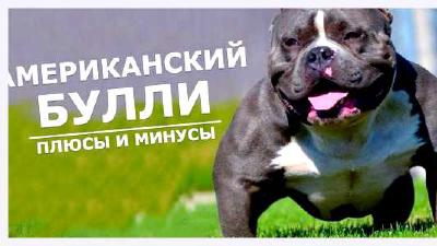 Американский булли — всё о собаке