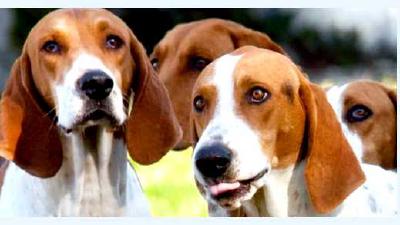 Американский фоксхаунд — всё о собаке