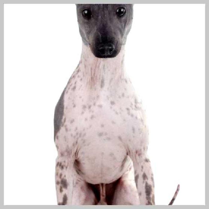 Американский голый терьер — всё о собаке