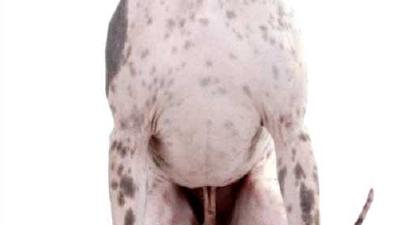 Американский голый терьер — всё о собаке