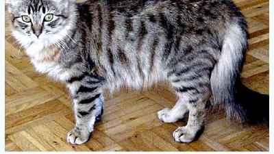 Американский керл — всё о кошках