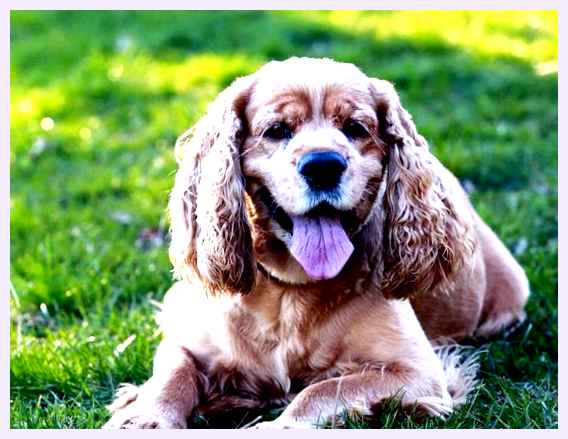 Американский кокер-спаниель - всё о собаке Эти заболевания могут привести