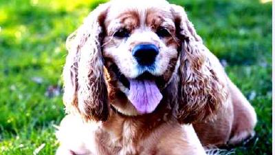 Американский кокер-спаниель — всё о собаке
