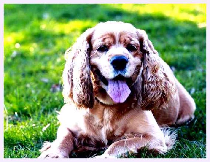 Американский кокер-спаниель — всё о собаке