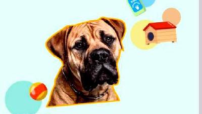 Американский мастиф — всё о собаке