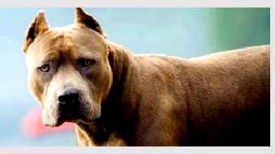 Американский питбультерьер — всё о собаке