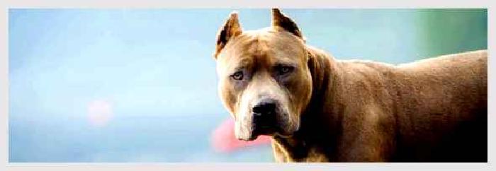 Американский питбультерьер — всё о собаке