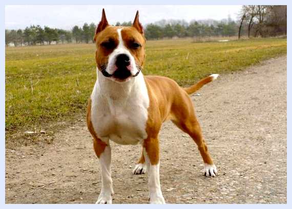 Американский стаффордширский терьер - всё о собаке