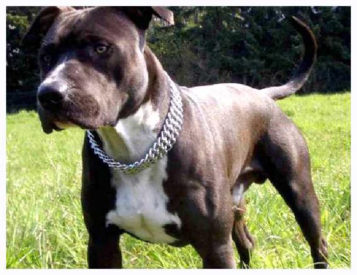 Американский стаффордширский терьер — всё о собаке