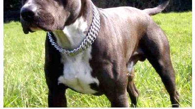 Американский стаффордширский терьер — всё о собаке