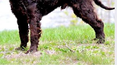 Американский водяной спаниель — всё о собаке