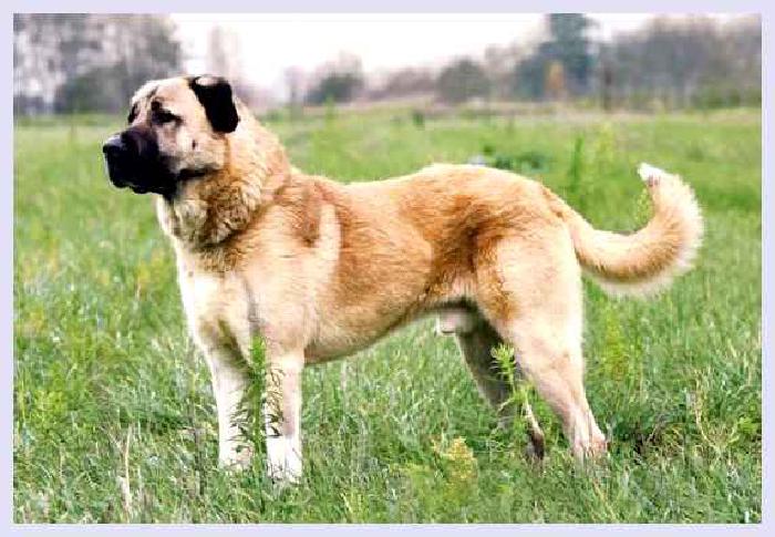 Анатолийская овчарка — всё о собаке