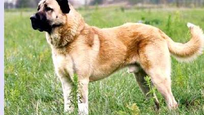 Анатолийская овчарка — всё о собаке